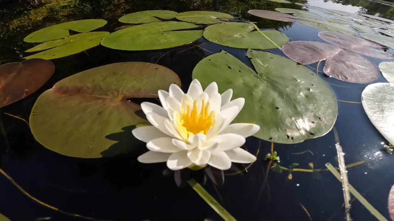 Water Lily