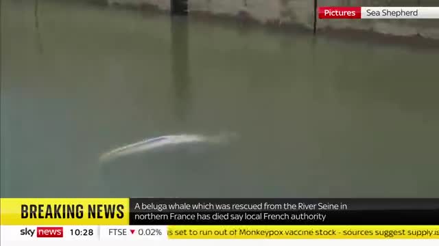 Beluga whale trapped in River Seine dies_batch