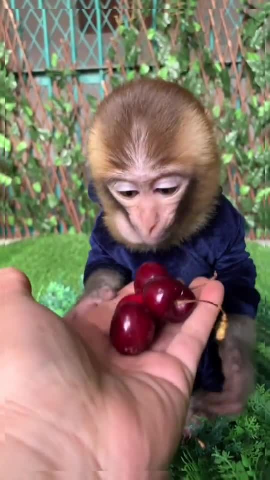 Do you like cherry?? 😁