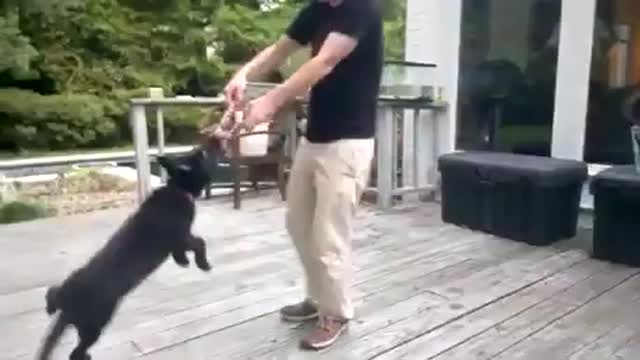 Dog swing by mouth/funny memes viral video