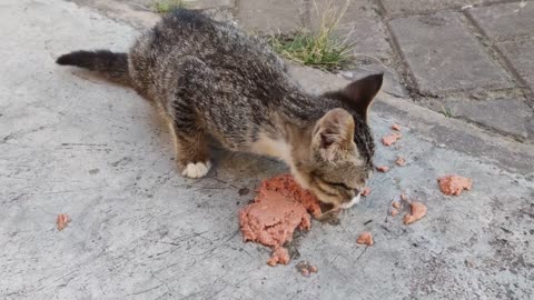 I meet this playful kitten cat again. Lucky I have cat food