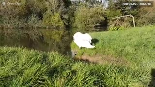 Cisne preso em linha de pesca é resgatado