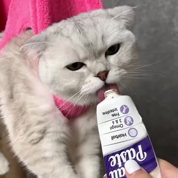 1.how to trim your cat,s claws 💅