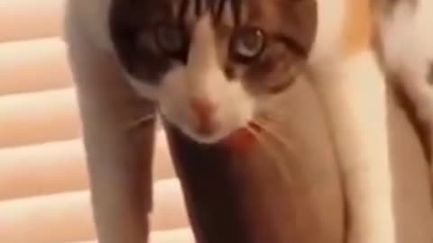 Cat Enjoy Movement