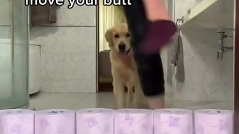 Toilet paper challenge with my Golden Retriever
