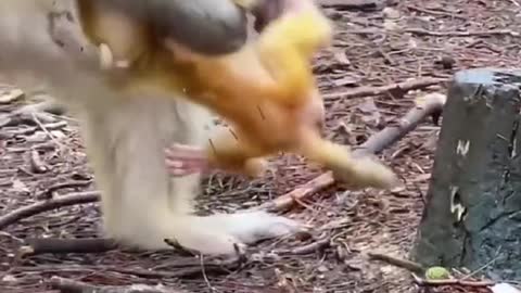 Mom teaching baby to walk🐵🙈