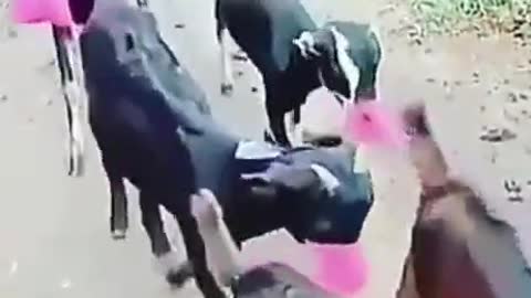 New funny video 2021😂😂😂😂