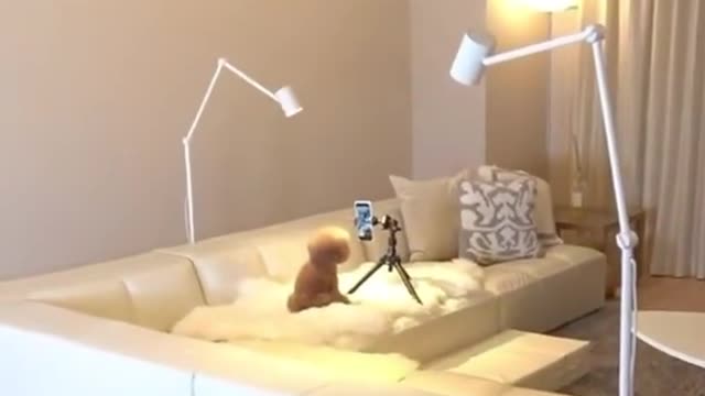 A dog dancing in front of the mobile phone camera