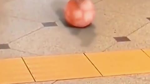 Piglet diving