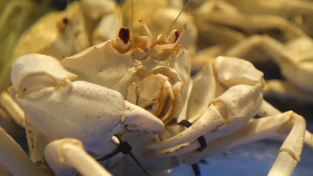 Fresh Crab in Water on Local Market