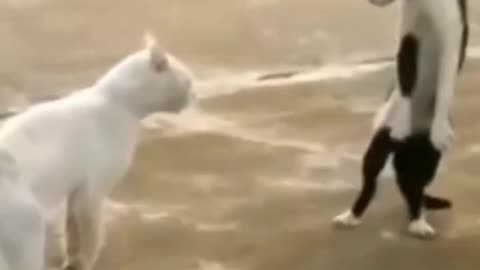 Fighting cat🤣