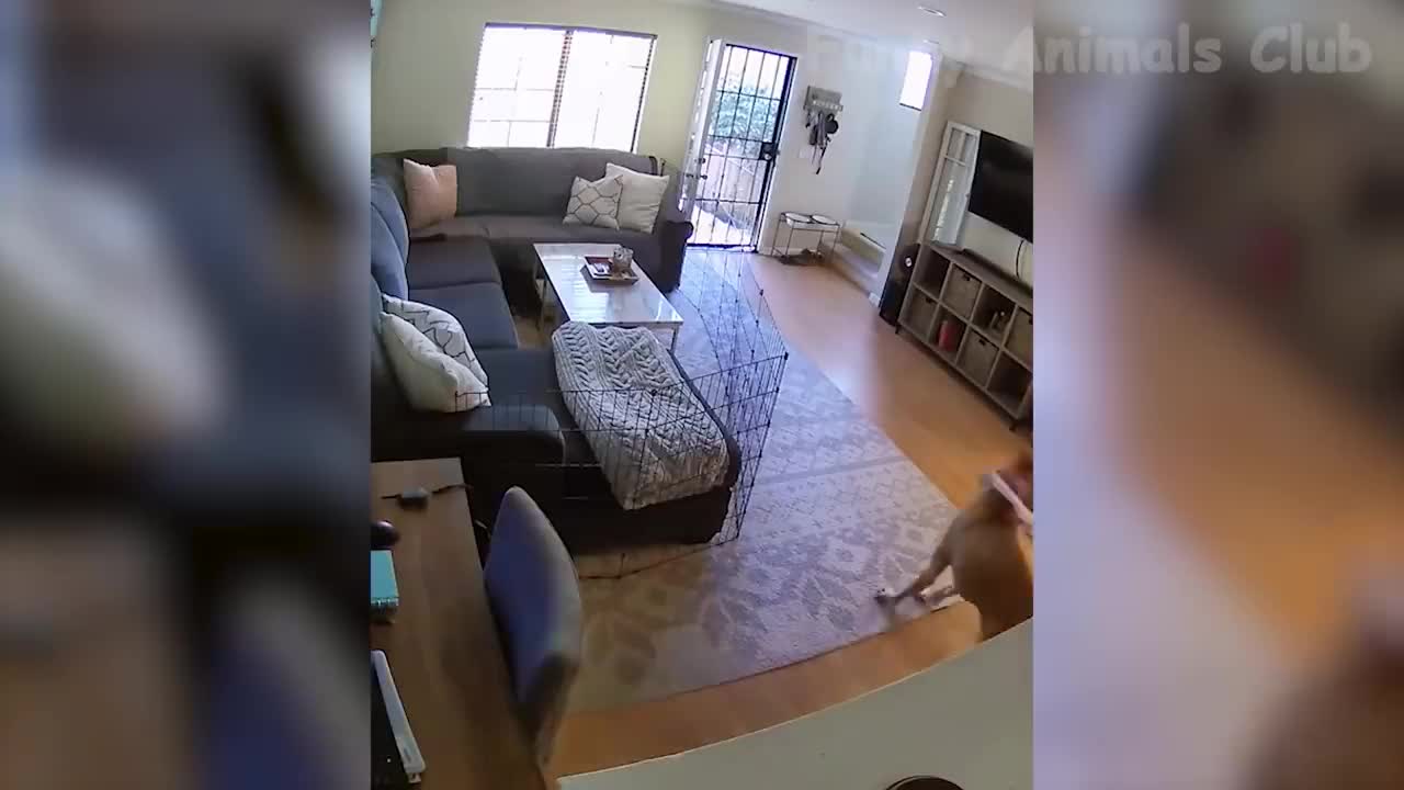 Funny Animal Videos 2022 😂 - Best Dogs And Cats Videos 😺😍