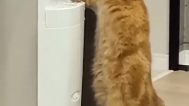 funny cat