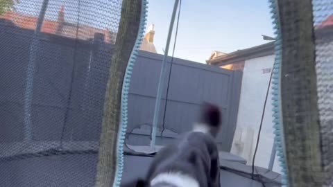 Border Collie Bounces on Trampoline