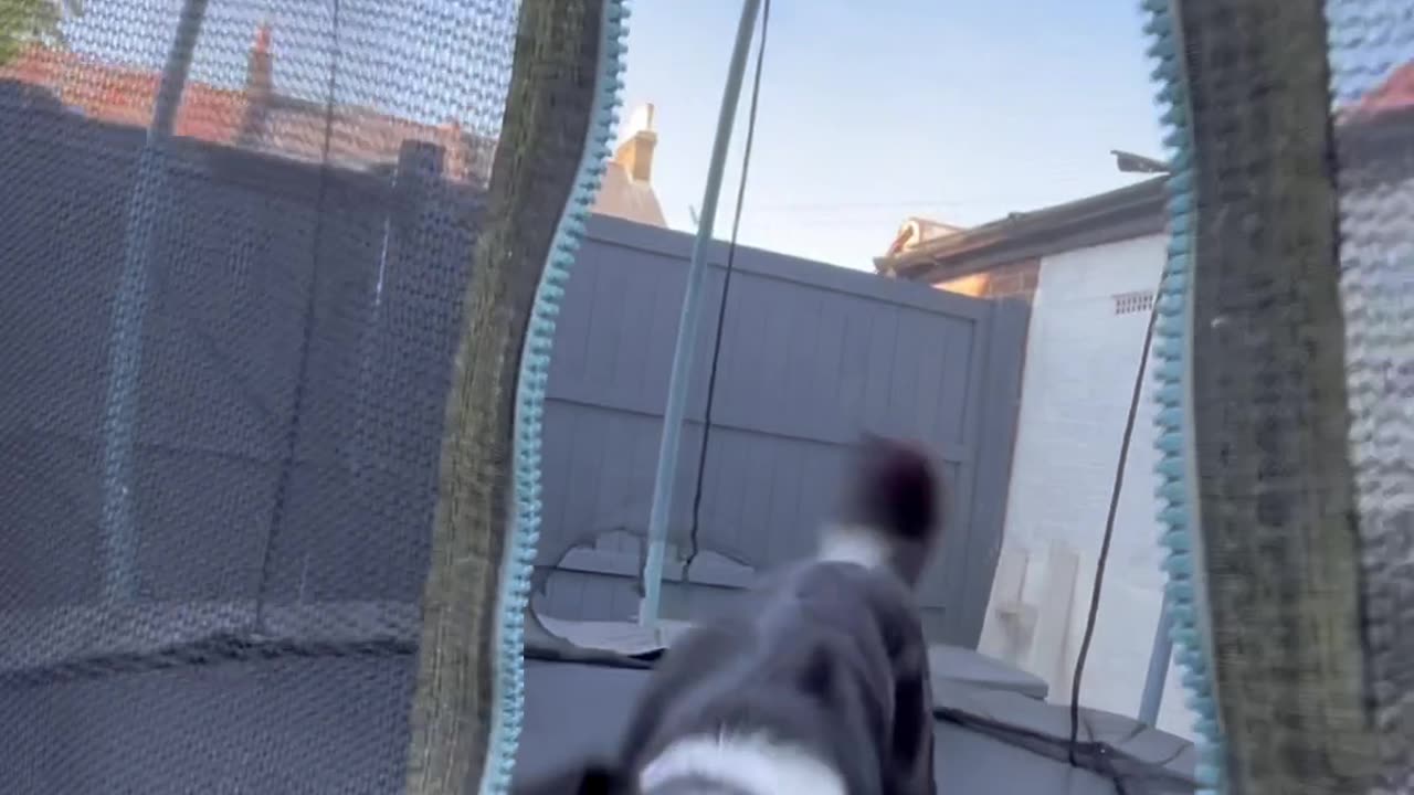 Border Collie Bounces on Trampoline