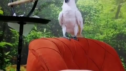 White cockatoo parrot is a native bird of Australia