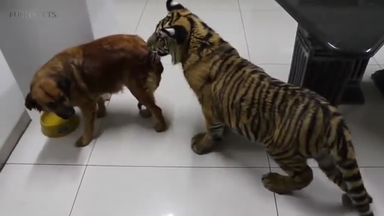 🐆🐆🐆CUTE TIGER CUBS PLAYING🐆🐆🐆FUNNY TIGERS🐆🐆🐆 !!!!