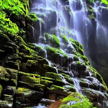 Pet Cats Beautiful Bird And Animal 4K HD Adorable Photography By Nature.