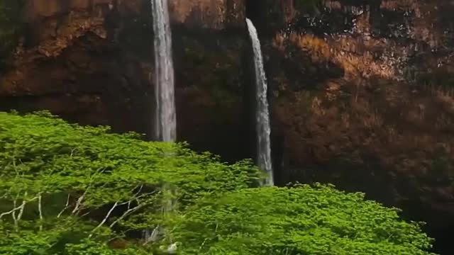 🌳😍 Kauai showing off. Real Nature🐾