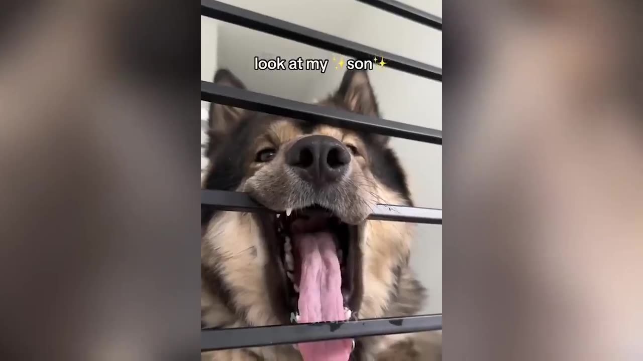 Funny cats and dogs