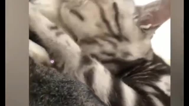 my cute kitten