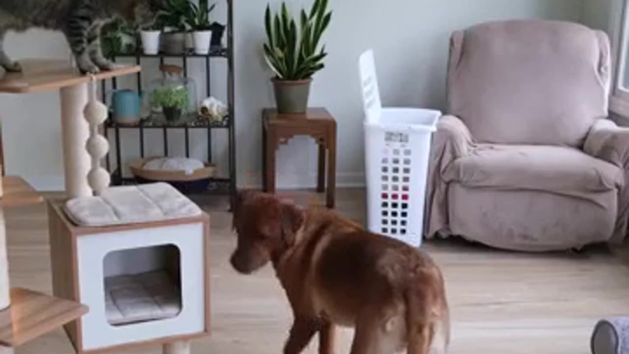 Teaching my dog to use the laundry bin thinking nothing could go wrong right⁉️