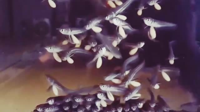 Baby fish arowana