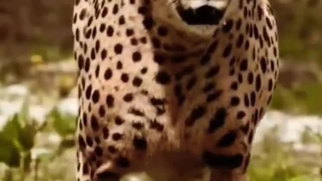 Most Viewed Animal Video (2022) #shorts