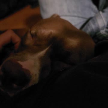 Baby pup melts my heart every time.