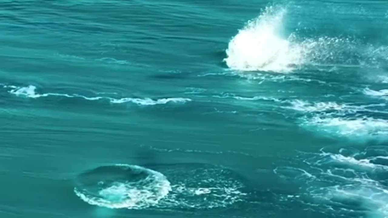 Whales in the ocean