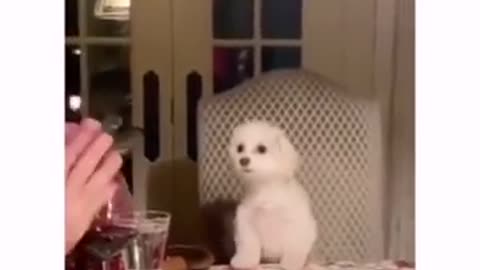 SOO CUTE - CUTE DOG ! #shorts