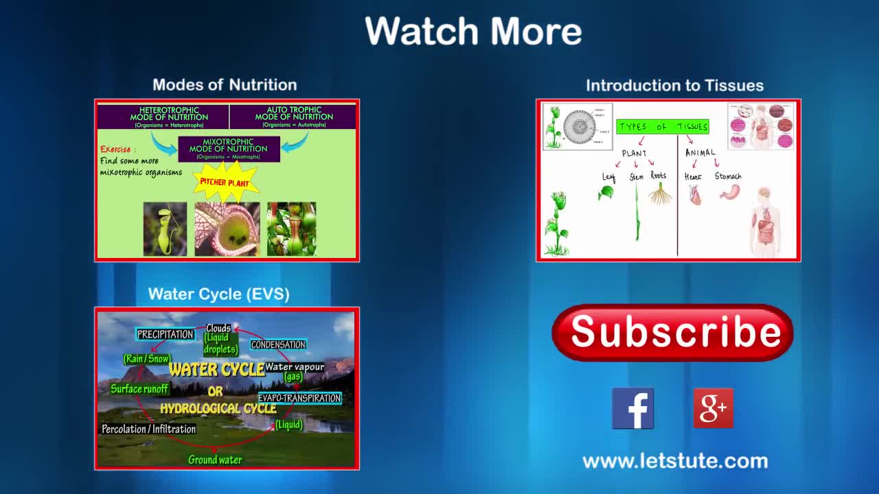 All About Nutretion and Diet Plan