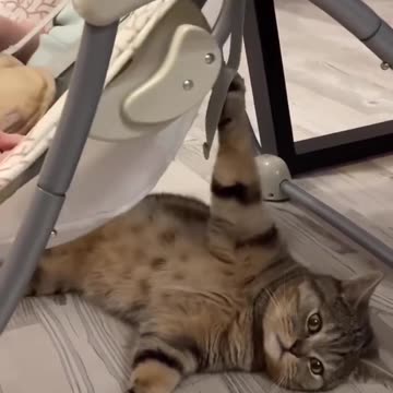 Cat helping baby