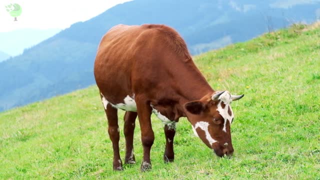 Rural landscape with cow grazing at summer meadow