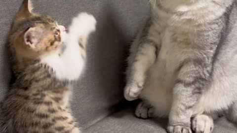 Compilation of funny videos of cats and dogs