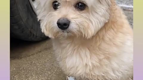 Funny and Cute Dog Video Compilation