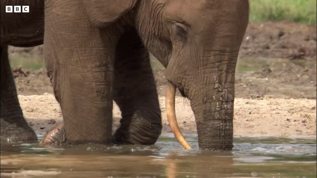 Welcome To The Elephant Oasis | Natural World Forest Elephants | BBC Earth