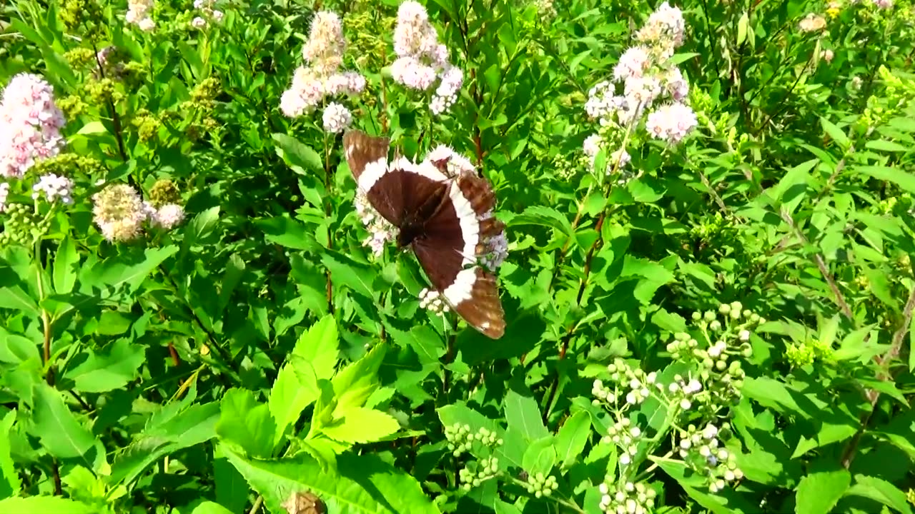 White Admiral Butterfly