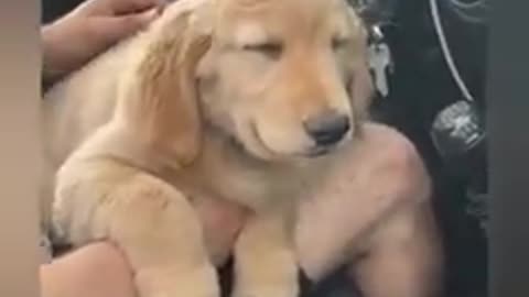 funniest viral dogs on tiktok