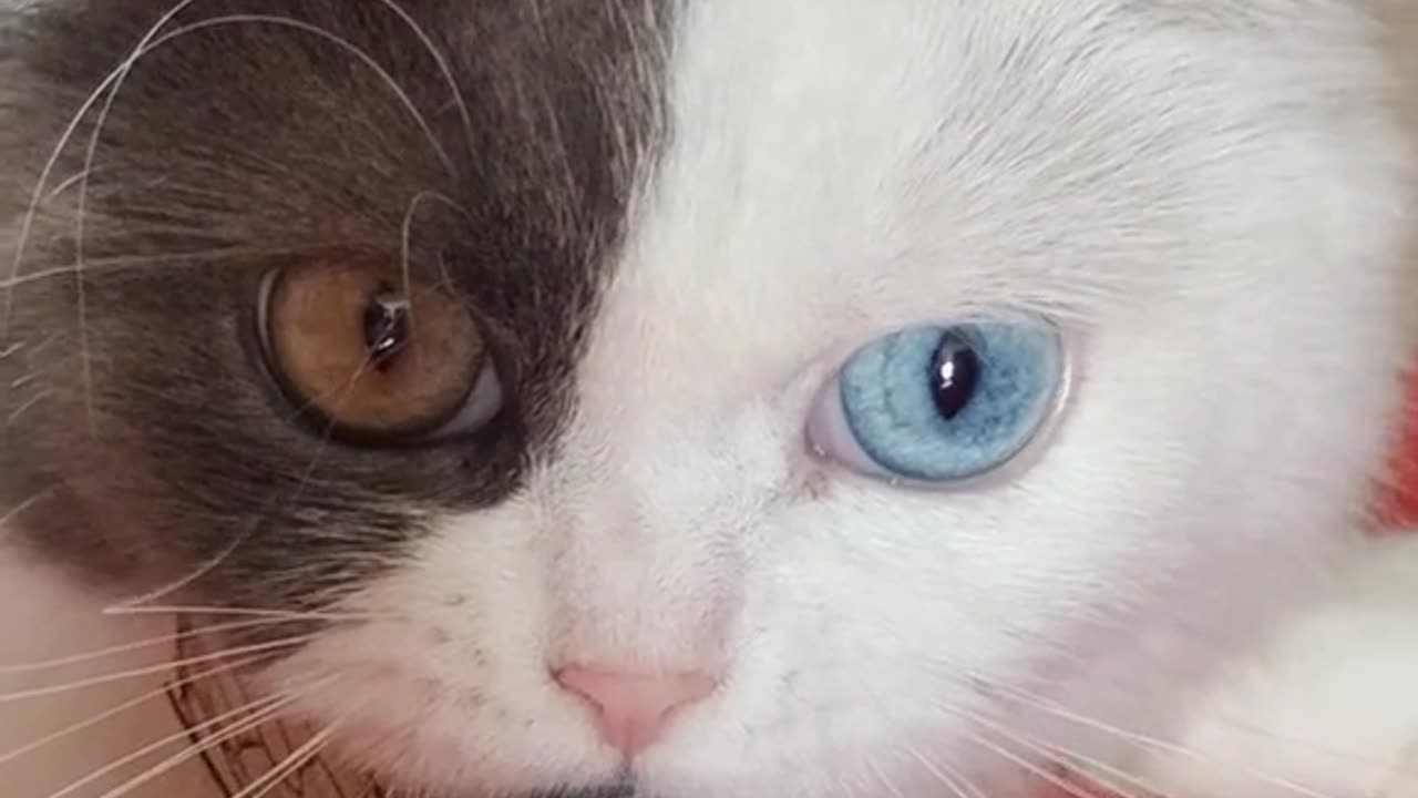 Up Close with the Charming British Shorthair Kitten