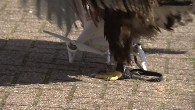 eagle bits a drone - program of belgian police.