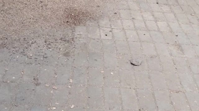 Pigeons Video By Kingdom of Awais