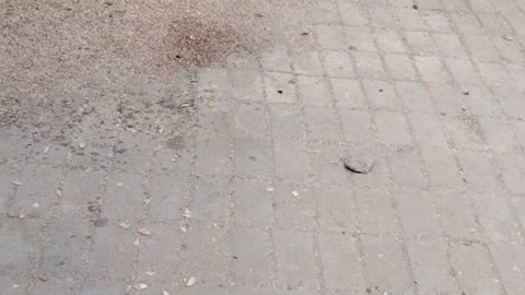 Pigeons Video By Kingdom of Awais