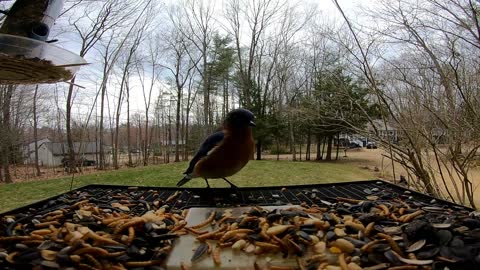 Blue Bird