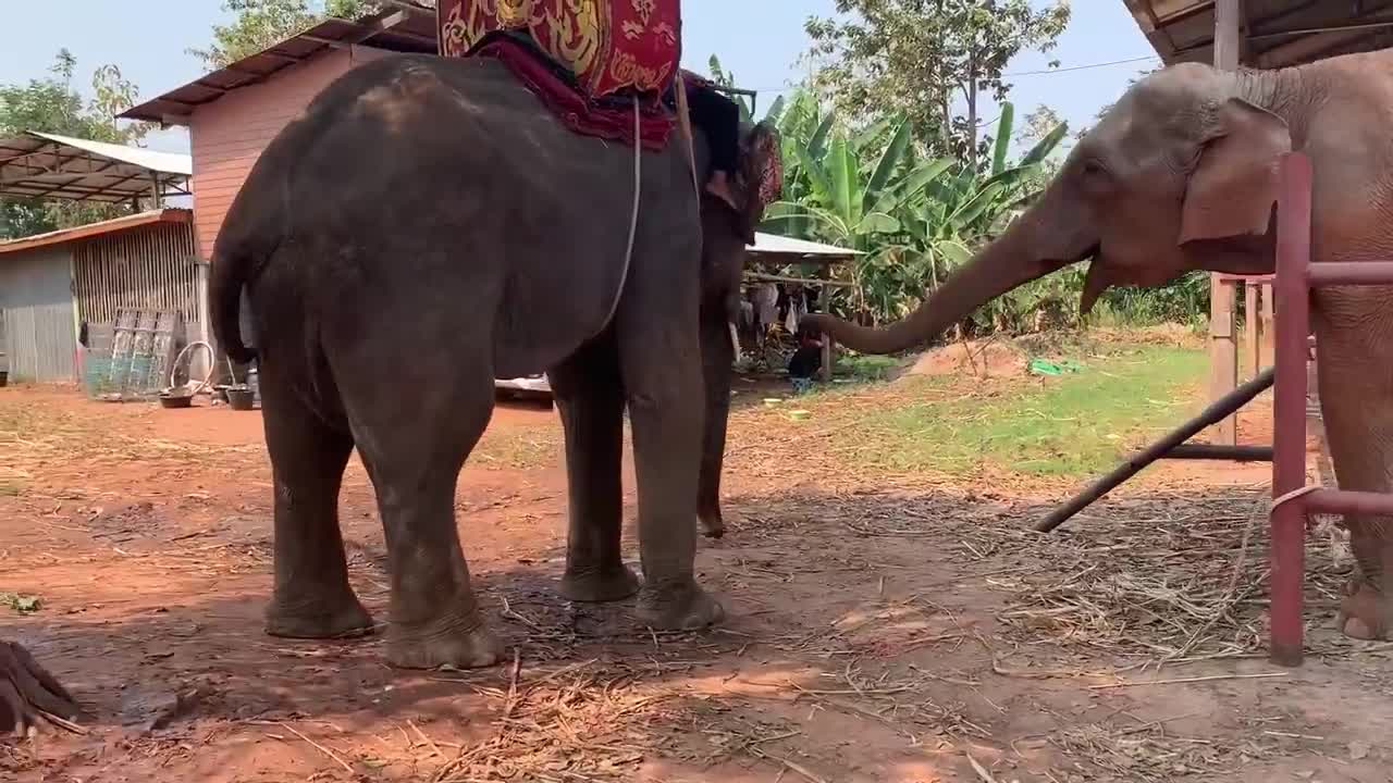 เเม่เเทบสลบ ตูดลูกอีกกี่ปีก็ห๊อม เมื่อแม่กับลูกเจอกัน big elephant