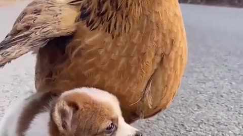 Dog puppy enjoy with cock