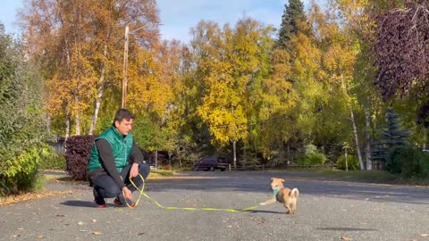 If You Want to TRAIN YOUR PUPPY FAST, I GUARANTEE This Video Will Save You So Much Time!