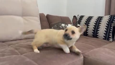 Puppy Meets Giant Rabbit for the First Time