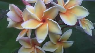 Um cacho de flores plumerias, branca, amarela e rosa, são muito lindas! [Nature & Animals]