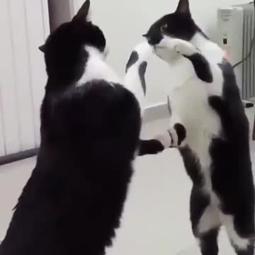 Spooky Cat In The Mirror Meme